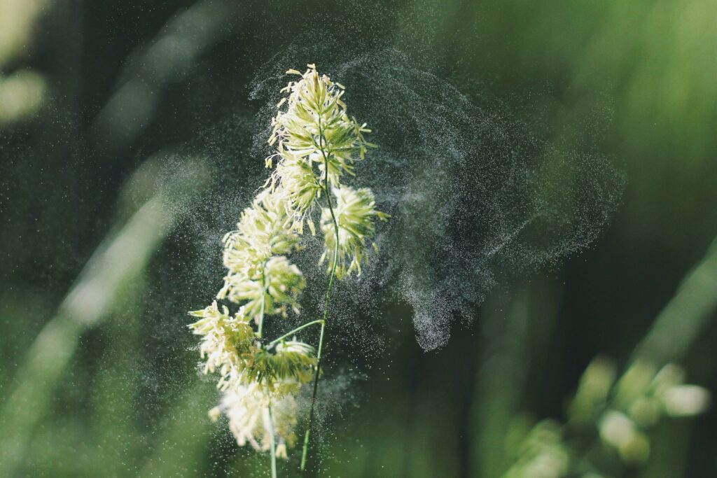 Une photo d'une fleur propageant du pollen provoquant des allergies saisonnières